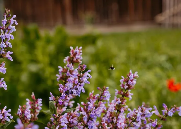 Trapp Country house *